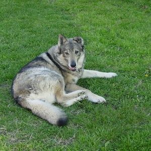 Meet your Posher, Benigno